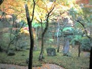 光明禅寺・紅葉・苔