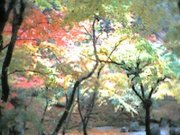 光明禅寺・紅葉・空