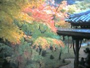 光明禅寺・紅葉・俯瞰